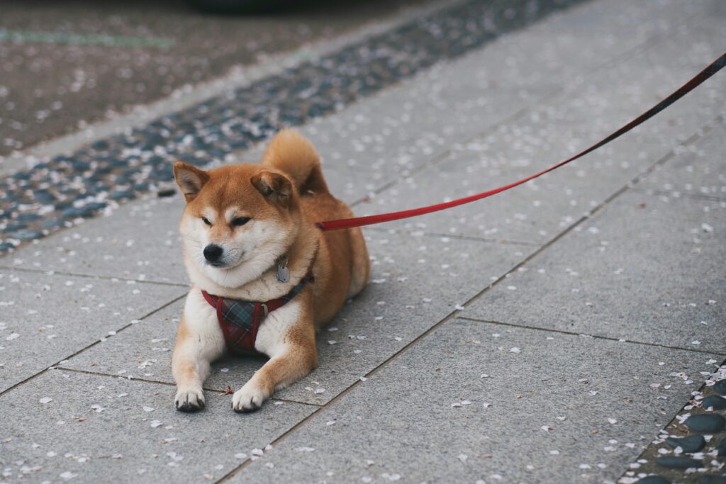 Shiba Inu dog