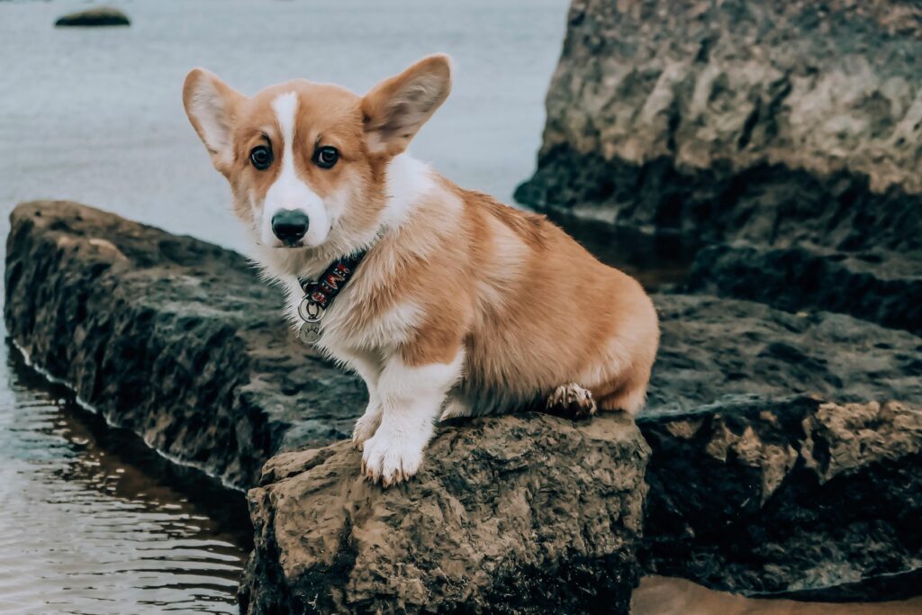 Corgi dog